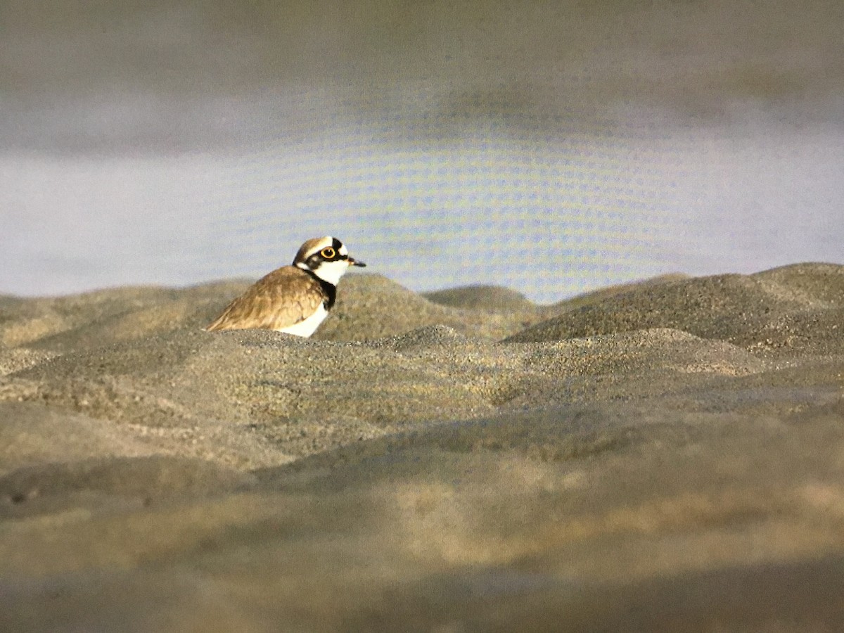 Little Ringed Plover - ML521837391