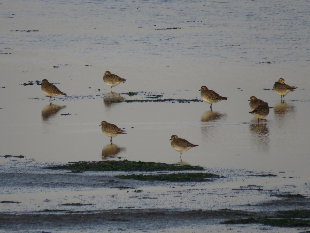 European Golden-Plover - Miguel Martín Jiménez