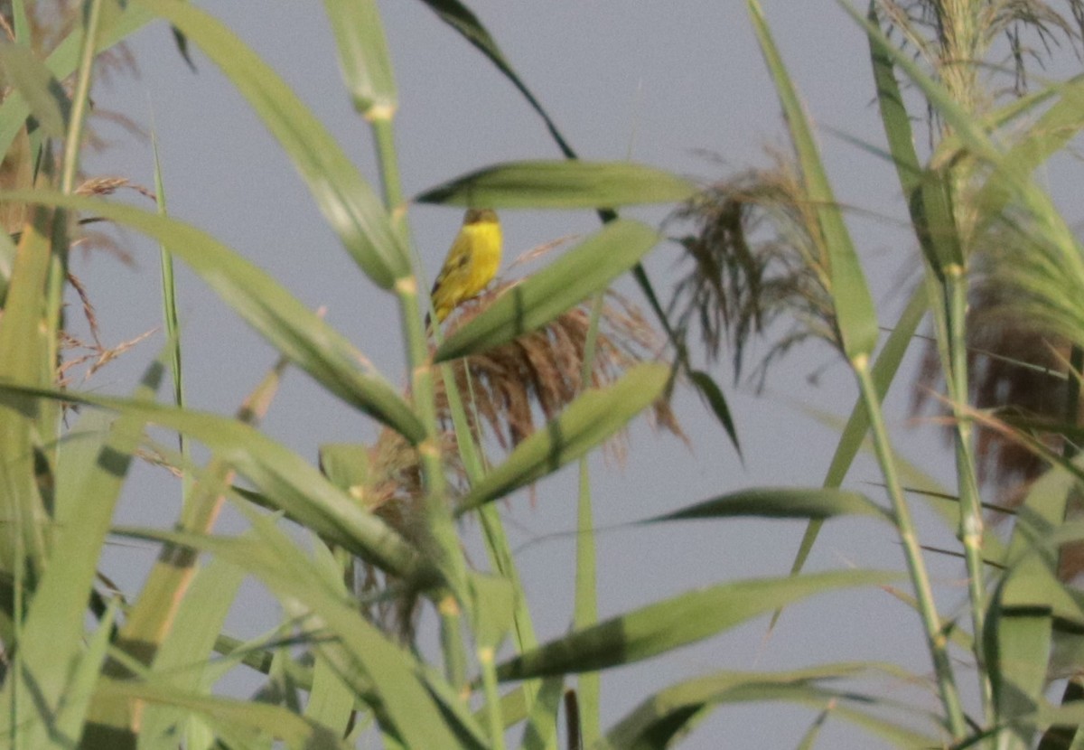 Papyrus Canary - ML521838141