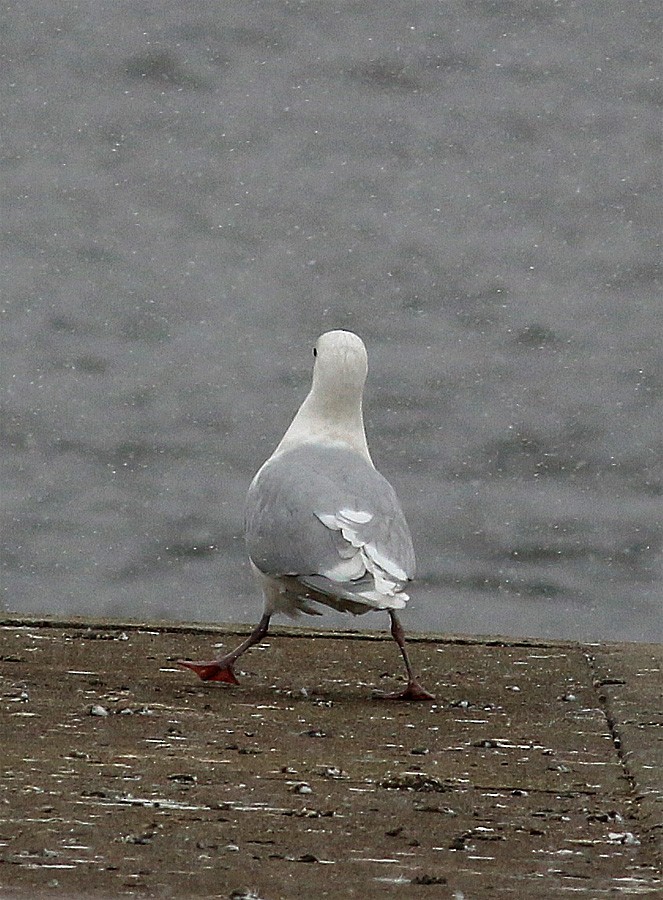 Gaviota Groenlandesa (kumlieni) - ML52183831