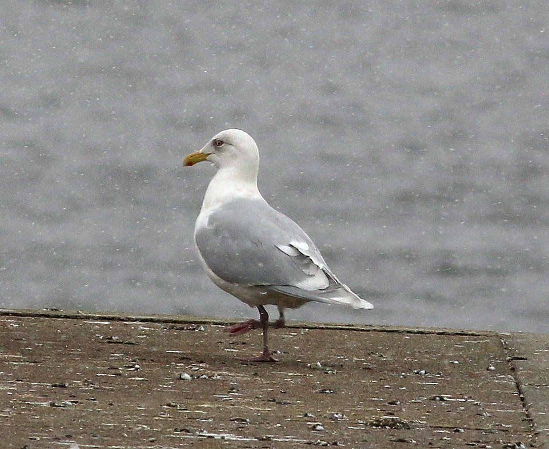 Gaviota Groenlandesa (kumlieni) - ML52183851