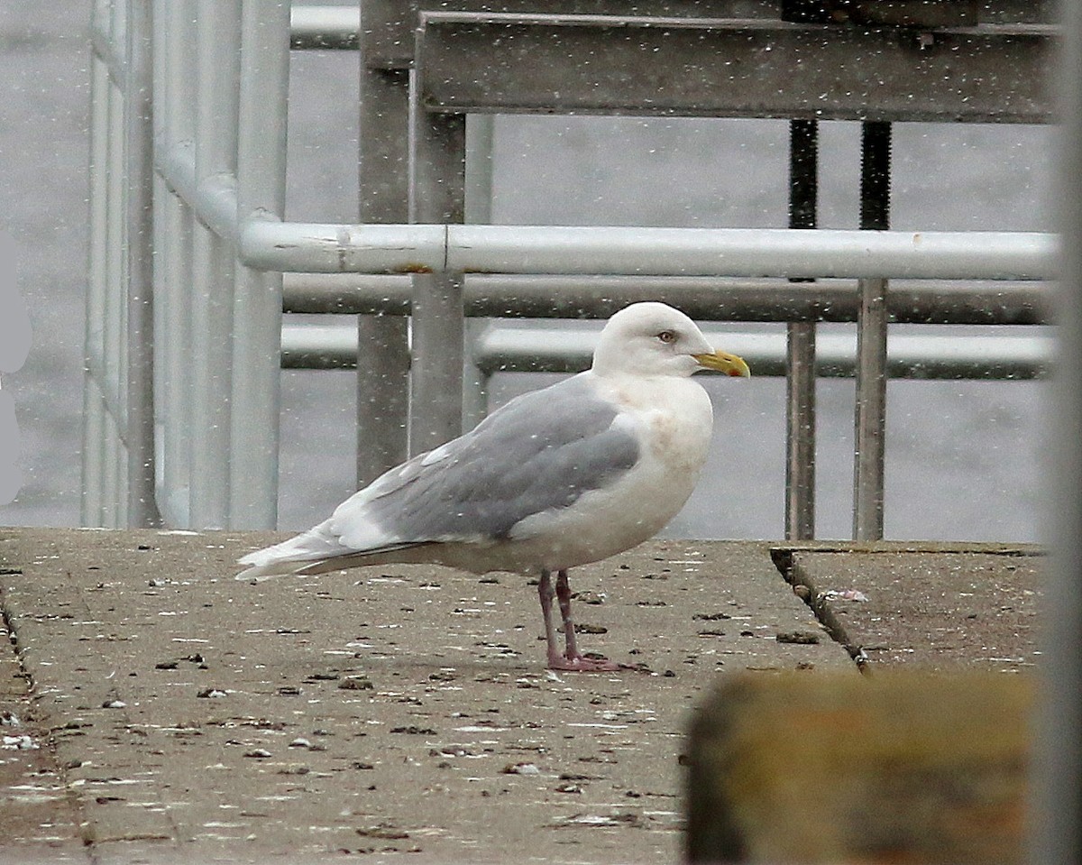 Gaviota Groenlandesa (kumlieni) - ML52183861