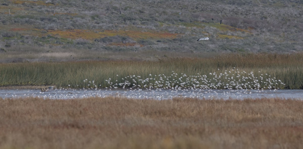 Гурвалж элсэг - ML521838751