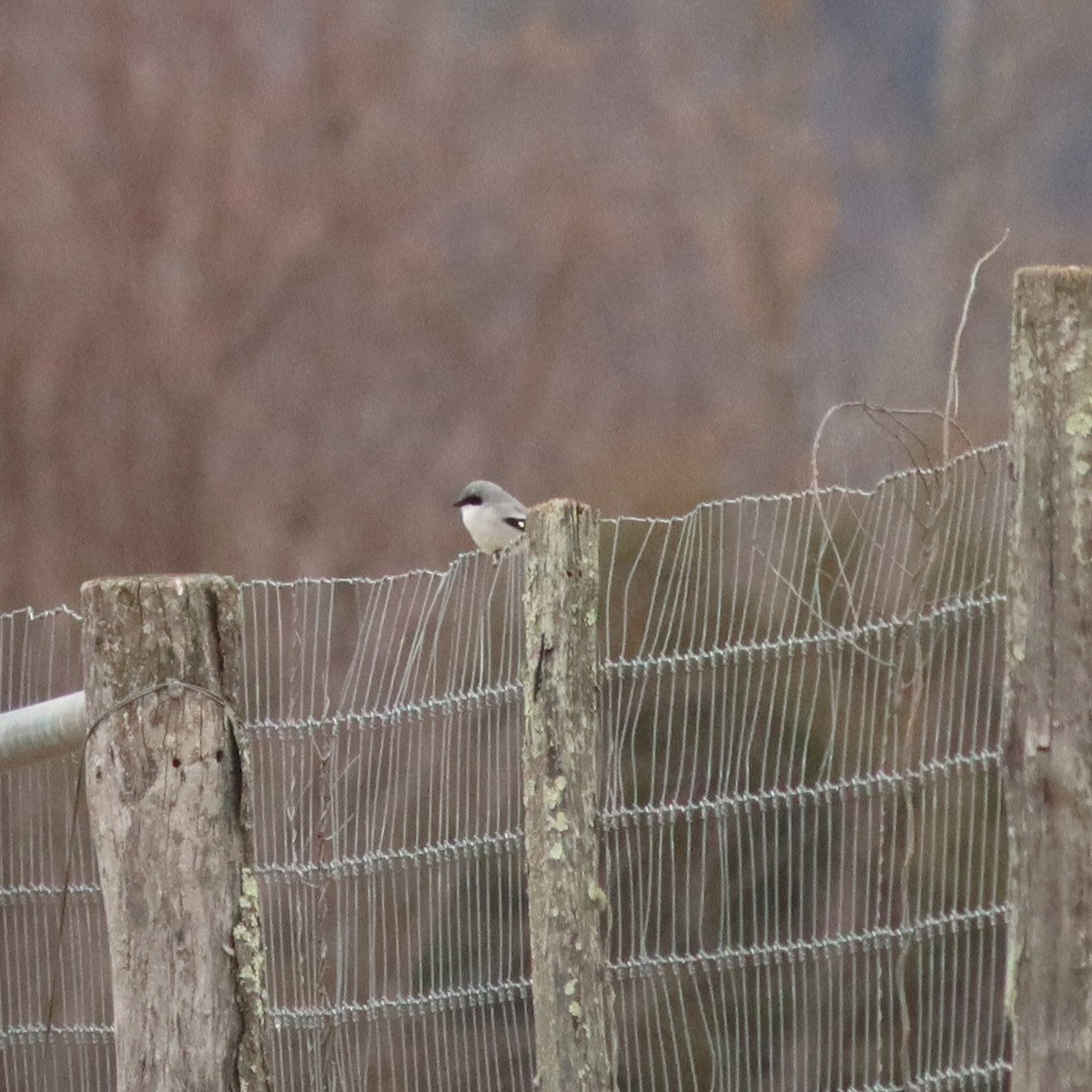 Loggerhead Shrike - ML521839651