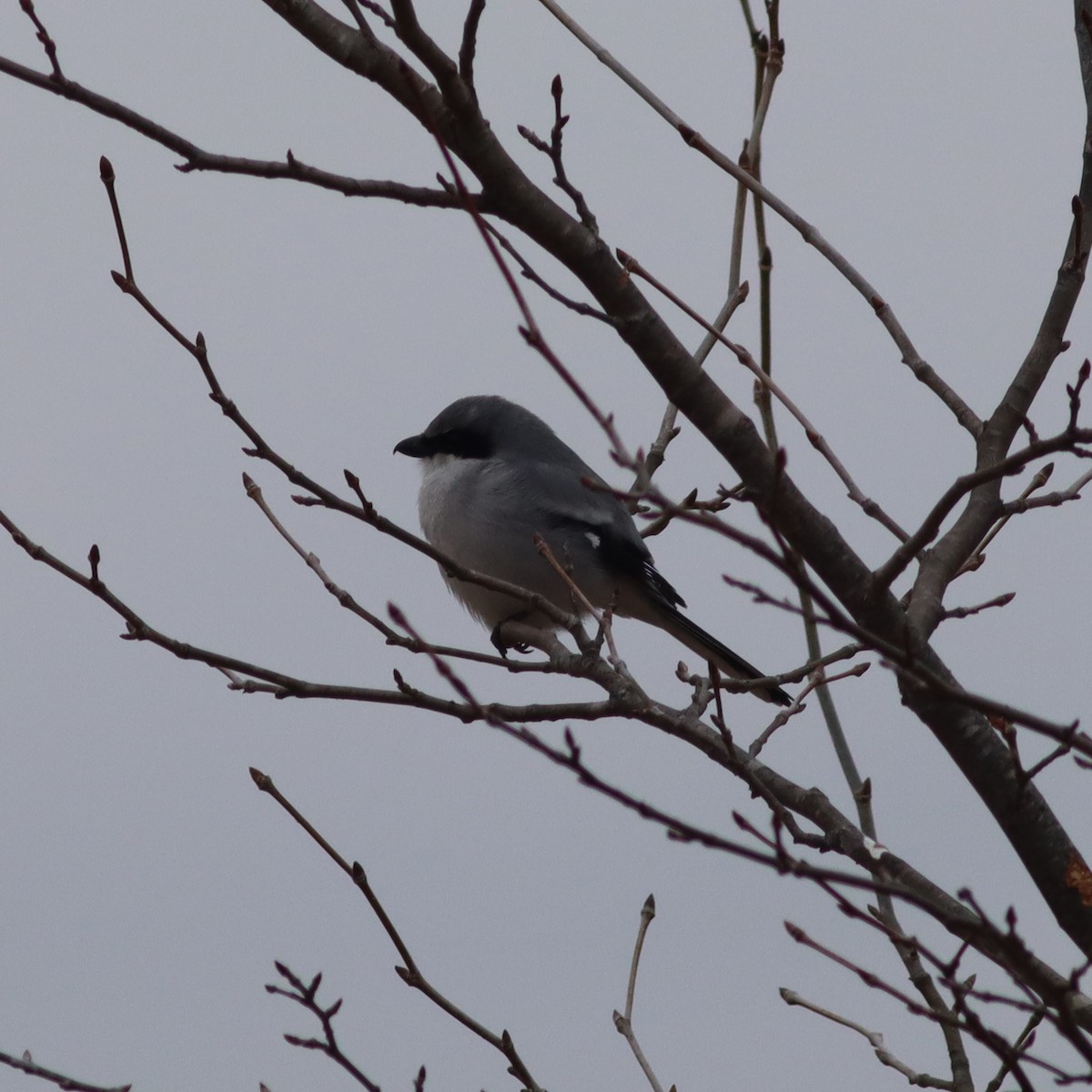 Loggerhead Shrike - ML521839701