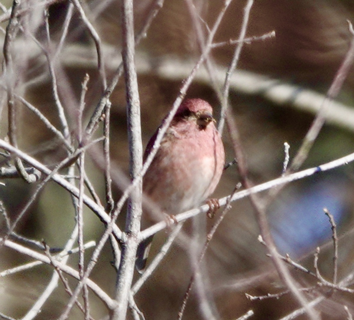 Purple Finch - ML521841171