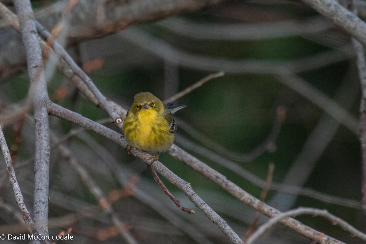 Pine Warbler - ML521841311