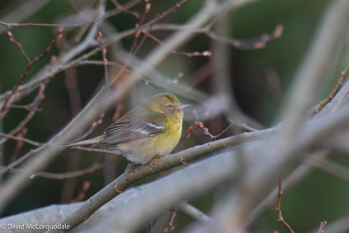 Pine Warbler - ML521841341