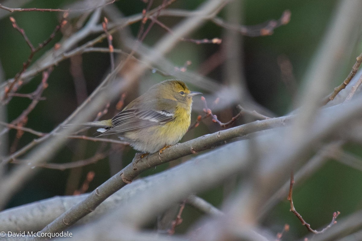 Pine Warbler - ML521841351