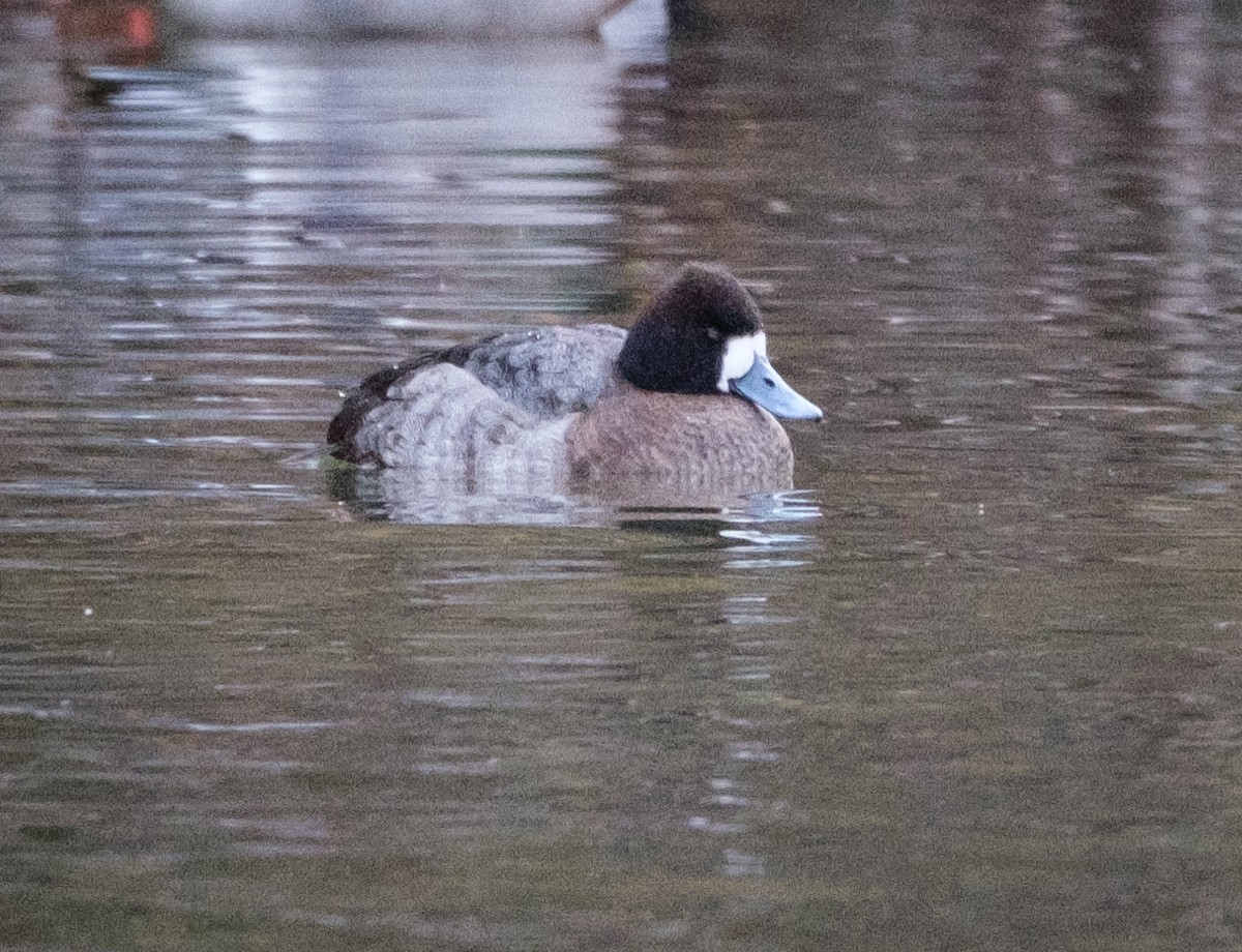 Lesser Scaup - ML521842251