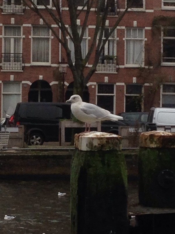 Iceland Gull - Christiaan van der Hoeven