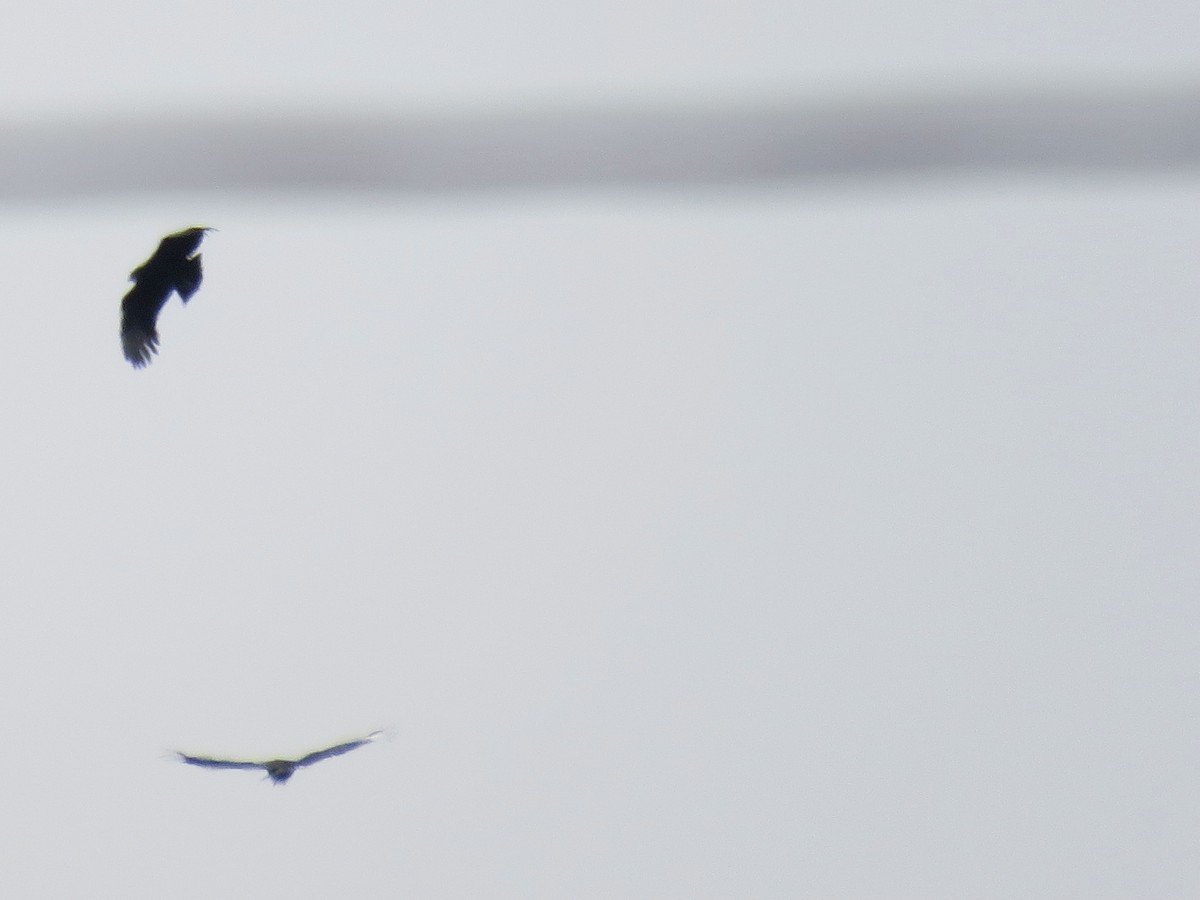 Black Vulture - ML521845071