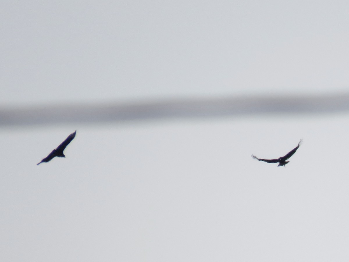Black Vulture - ML521845081