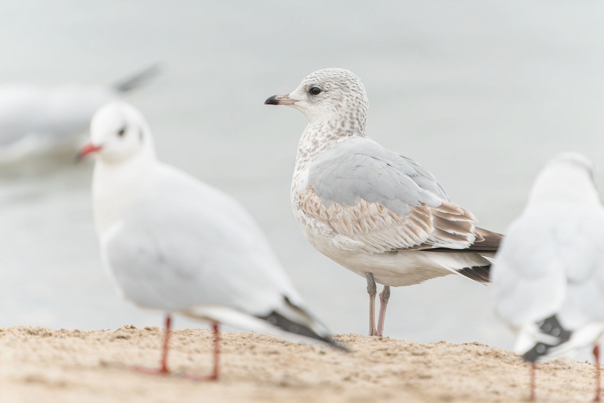 Common Gull - ML521845551