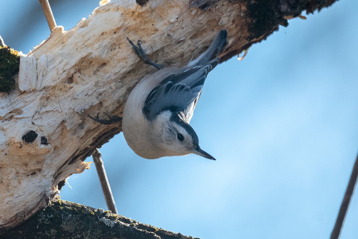 White-breasted Nuthatch - ML521847251