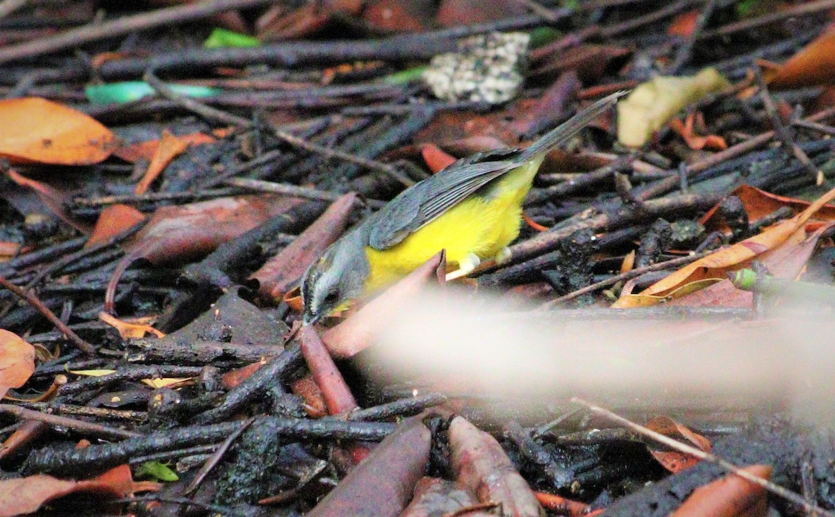 Gray-and-gold Warbler - césar antonio ponce