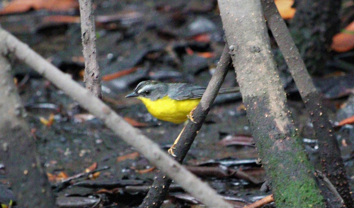 Gray-and-gold Warbler - césar antonio ponce