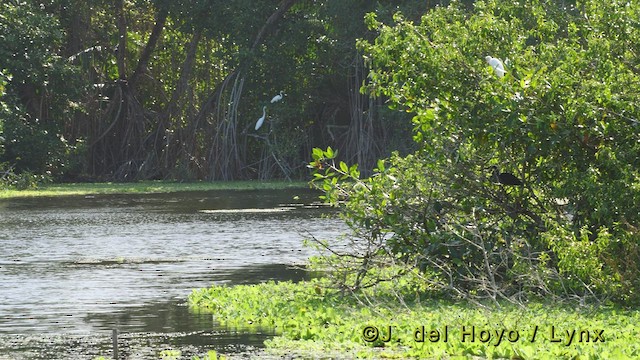 Agami Heron - ML521848041