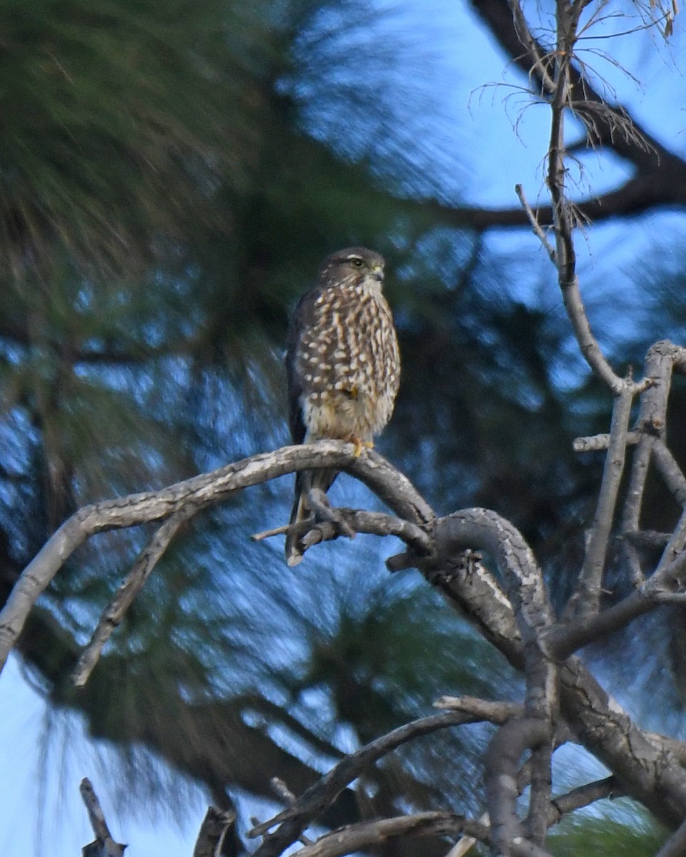 Merlin - Kevin Lapp