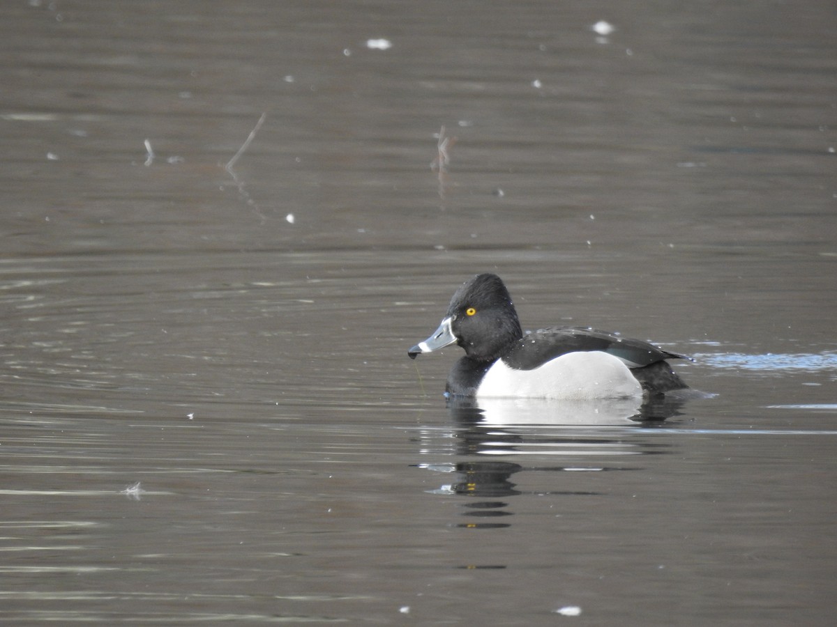 Ring-necked Duck - ML521848921