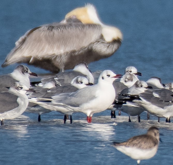 Black-headed Gull - ML521849481