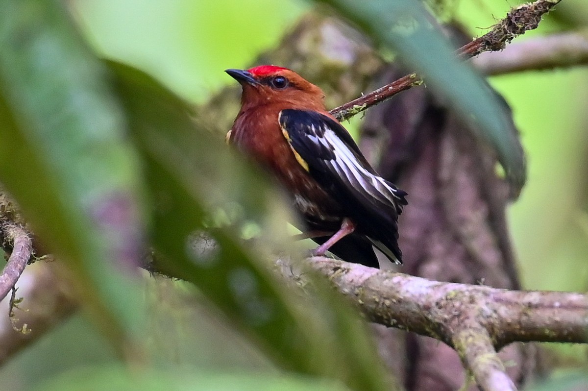 Club-winged Manakin - ML521849881