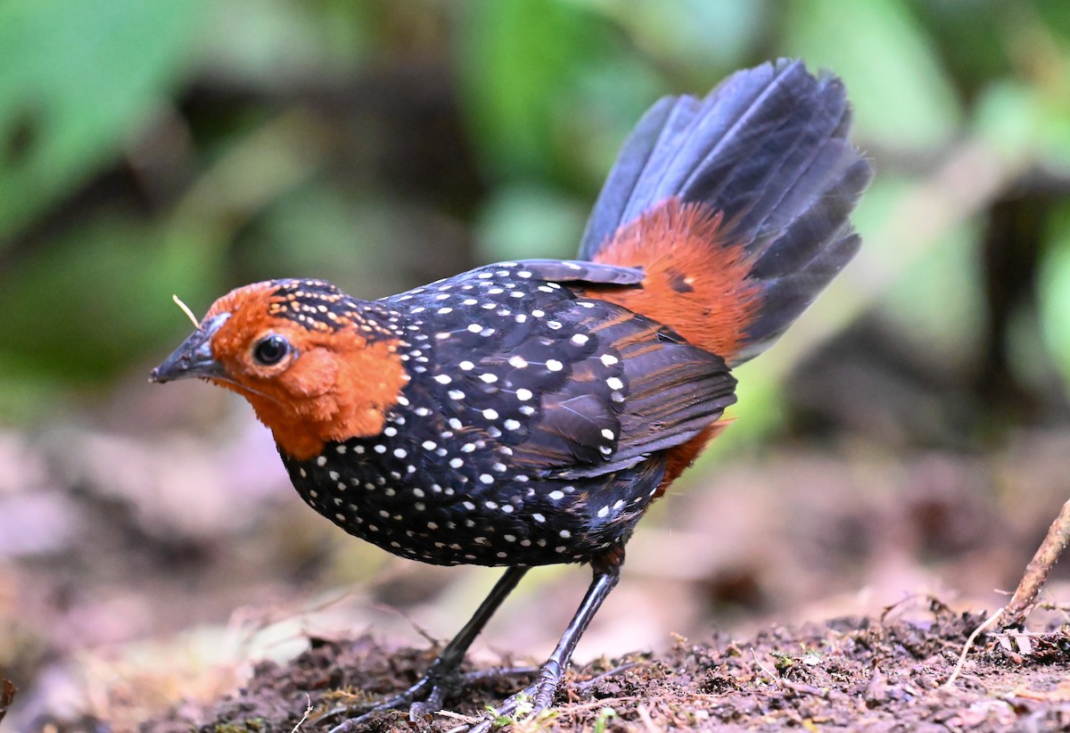 Ocellated Tapaculo - ML521850321