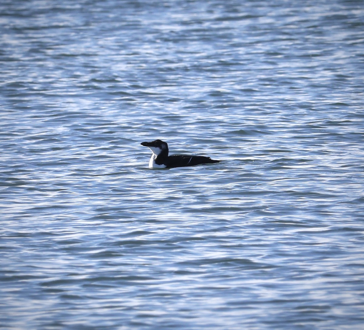 Razorbill - ML521850551