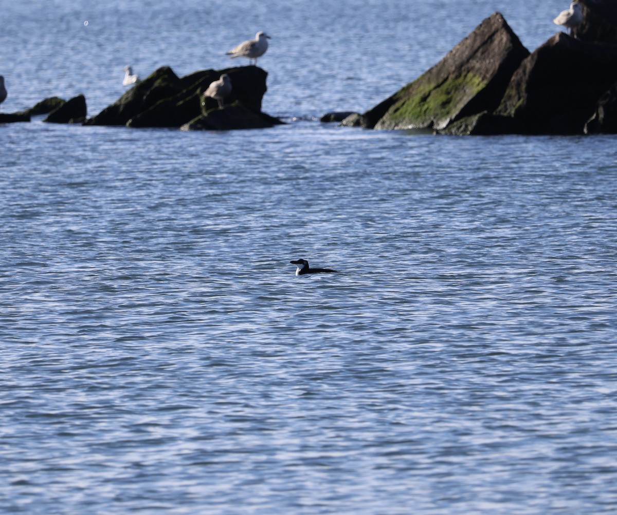 Razorbill - ML521850581