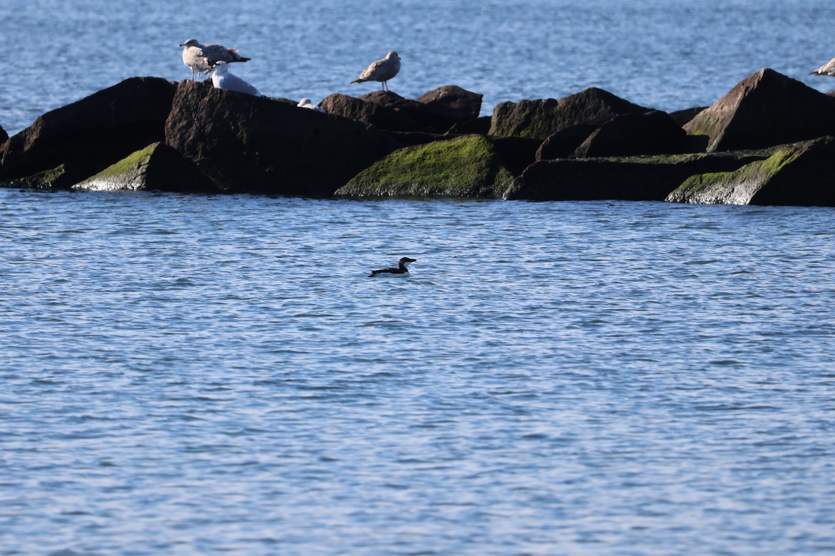 Razorbill - ML521850591