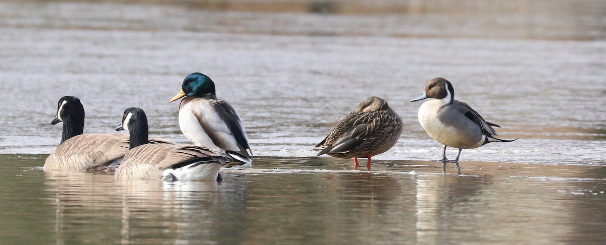 Northern Pintail - ML521851151