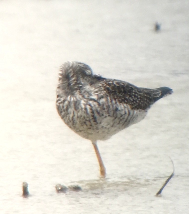 Lesser Yellowlegs - ML52185121