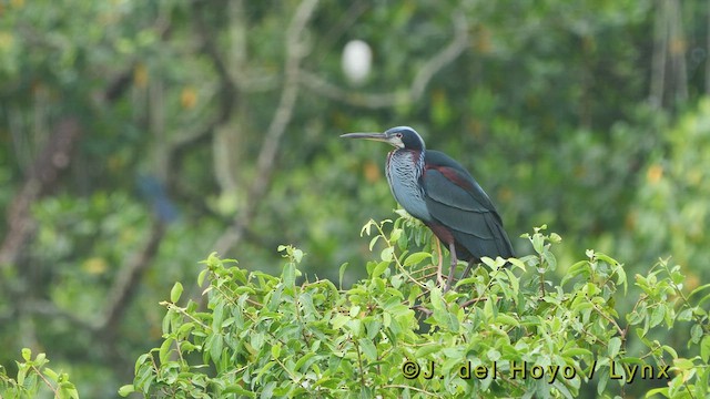 Agami Heron - ML521851291