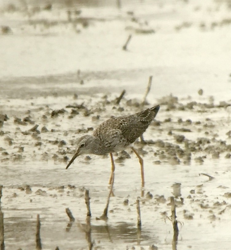 Lesser Yellowlegs - ML52185131