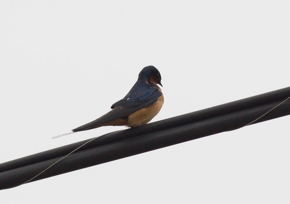 Barn Swallow - ML52185231