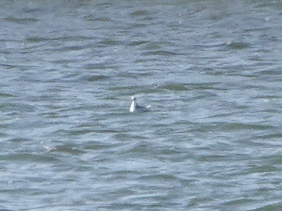 Red Phalarope - Amy Bishop & Doug Booher