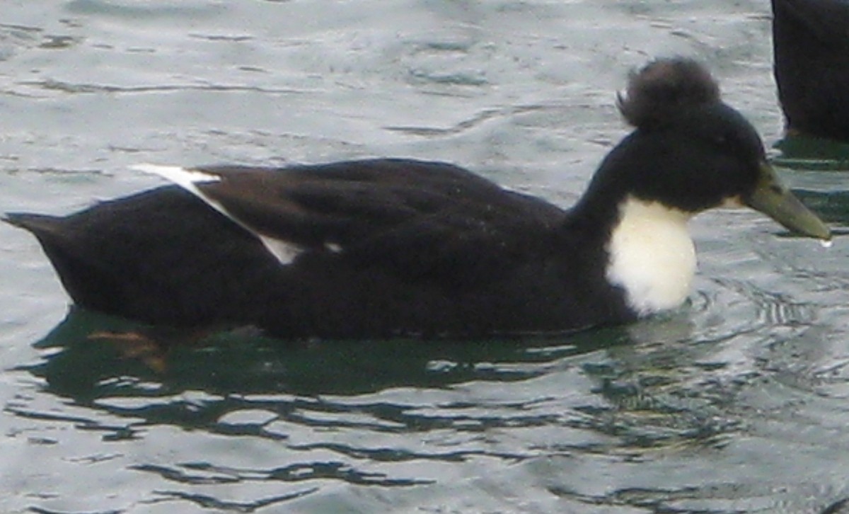 tanımsız ördek (Anatinae sp.) - ML52185321