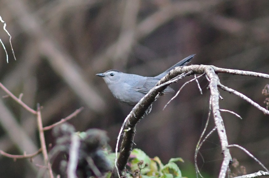 Gray Catbird - ML521853861