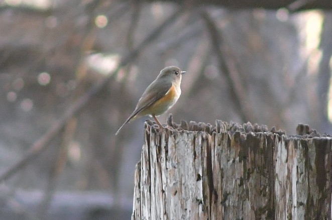Red-flanked Bluetail - ML521854141