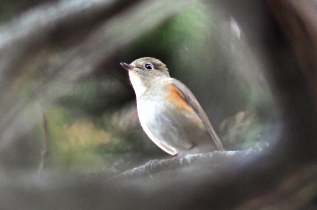 Red-flanked Bluetail - ML521854151