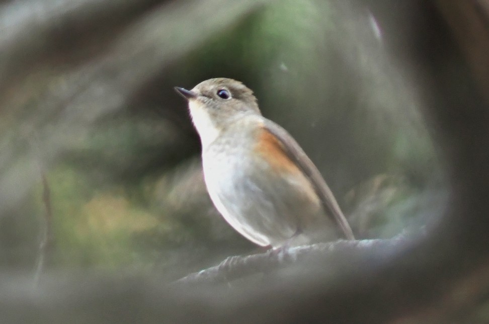 Red-flanked Bluetail - ML521854161