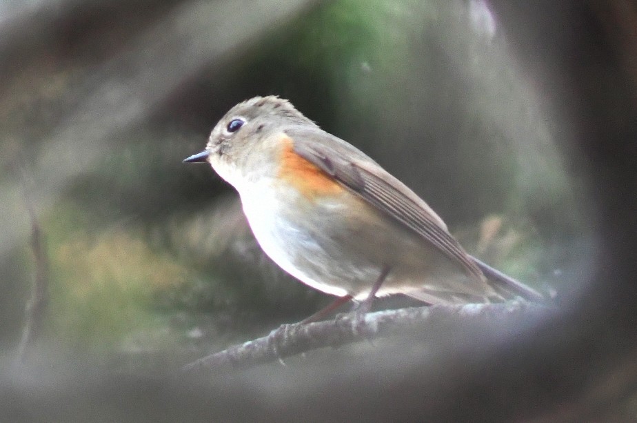 Red-flanked Bluetail - ML521854171