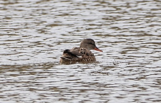 Canard chipeau - ML521854331