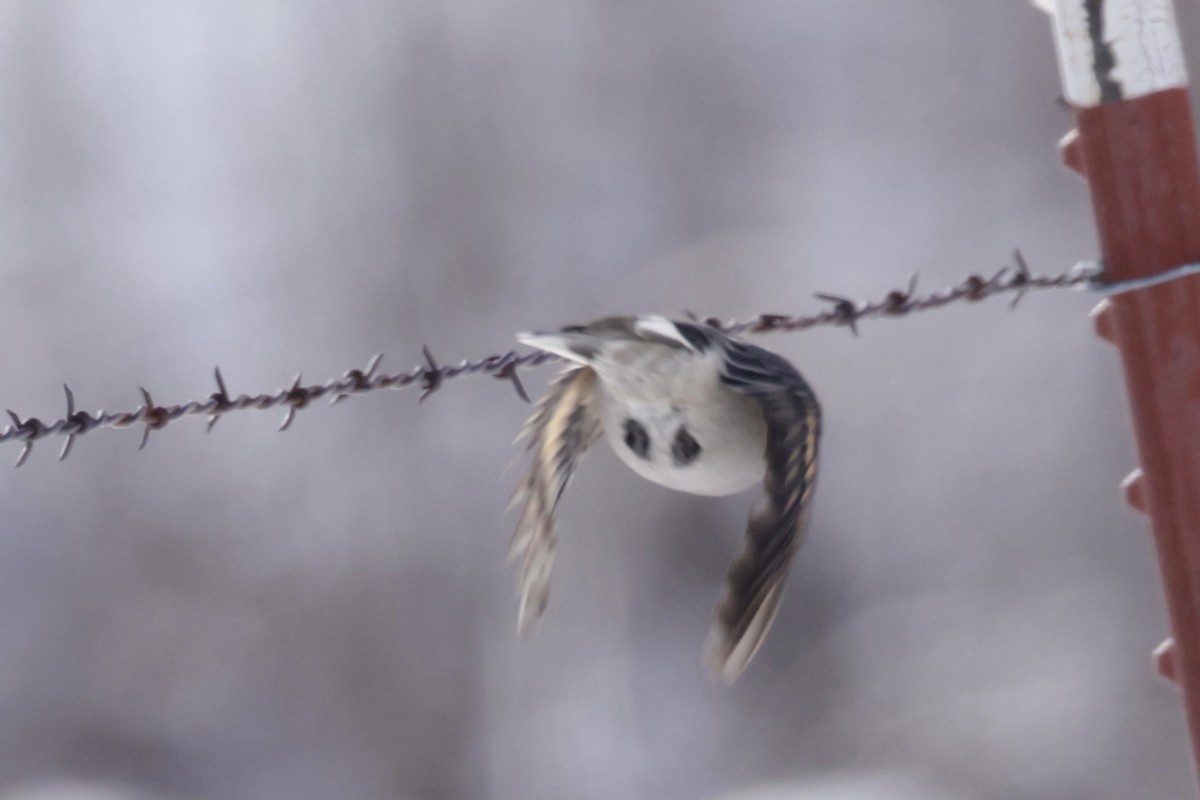 Townsend's Solitaire - ML521855081