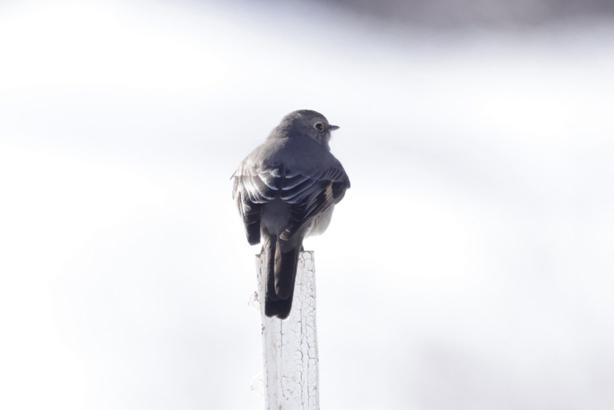 Townsend's Solitaire - ML521855101