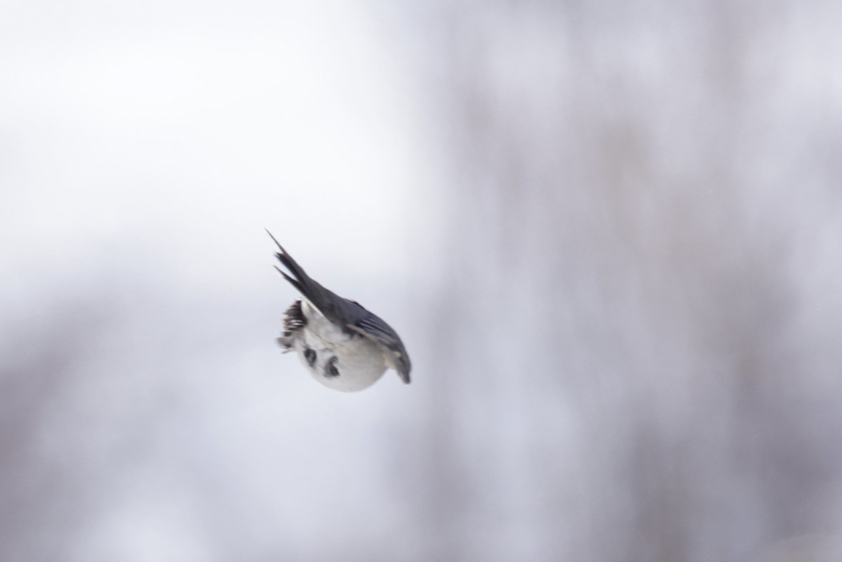 Townsend's Solitaire - ML521855111