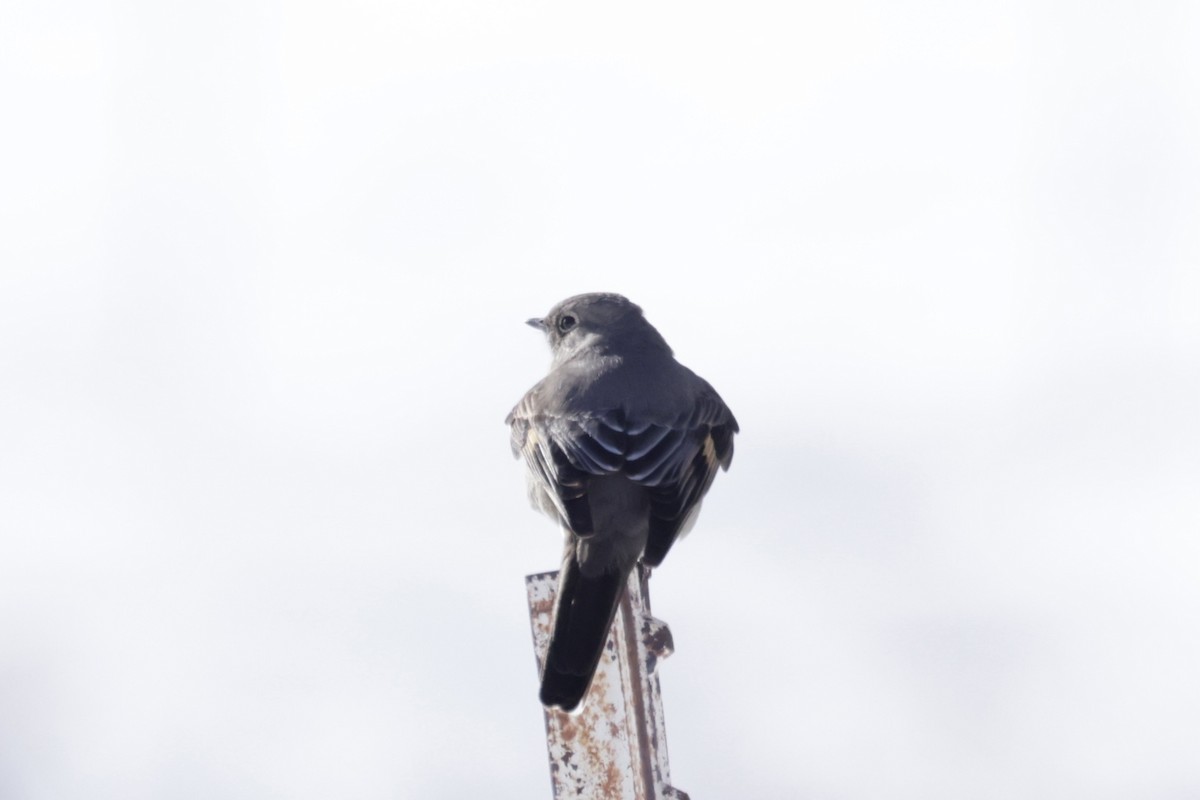 Townsend's Solitaire - ML521855121
