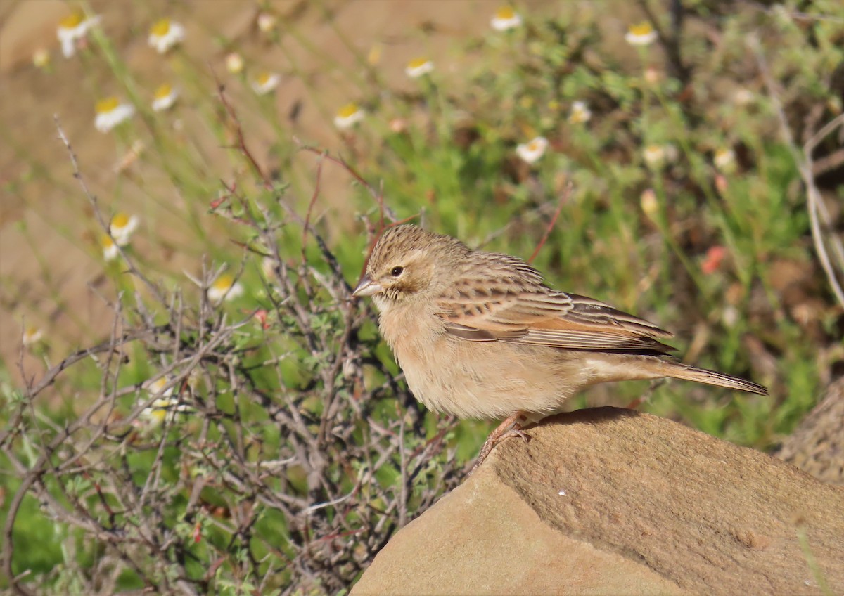 Lark-like Bunting - ML521855261