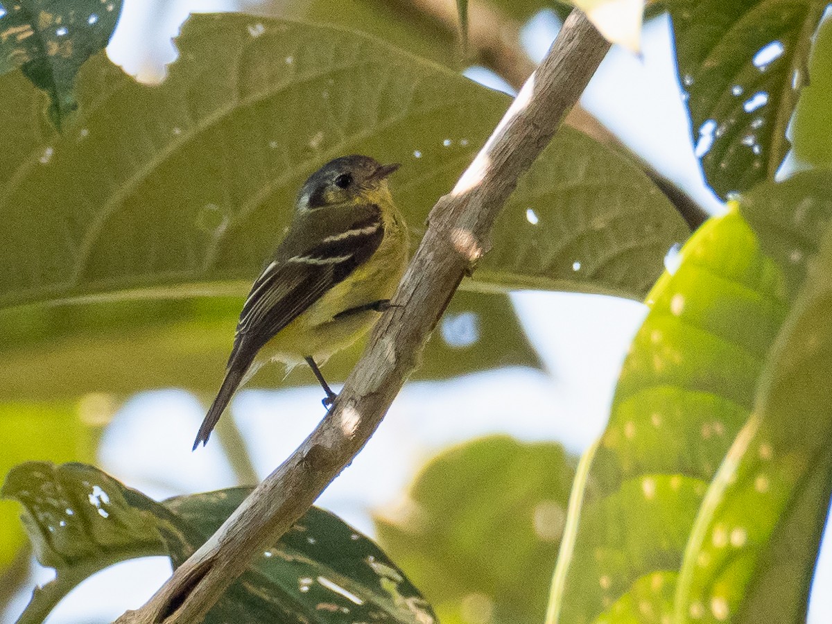 Ashy-headed Tyrannulet - Chris Fischer