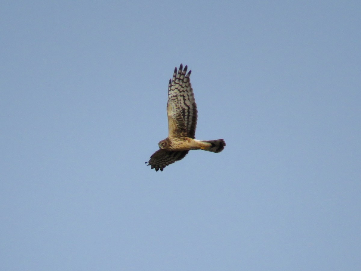 Northern Harrier - ML521856171